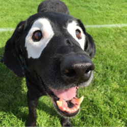 Vitiligo bei Hunden und Katzen