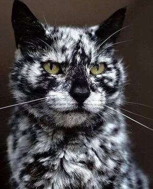 Vitiligo Katze