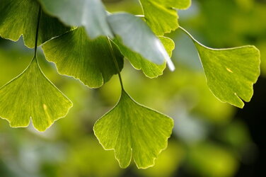 Die Natur hilft uns bei Behandlung vieler Krankheiten. Aber wirken Kräuter und andere Naturmittel auch gegen Vitiligo?